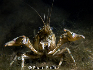 Crayfish by Beate Seiler 